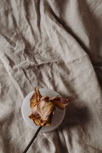 Kaboompics - Top-Down Dried Rose on a White Plate with Linen Copy Space