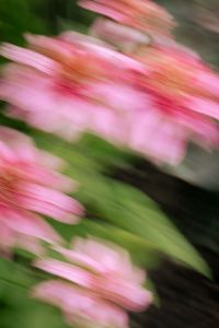 Kaboompics - Pink Flowers Swept into a Blurred Garden Background