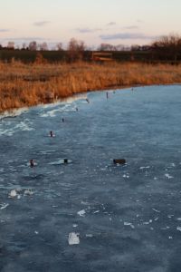 Kaboompics - Soft Focus Frozen Lake, Reeds and Shoreline Posts