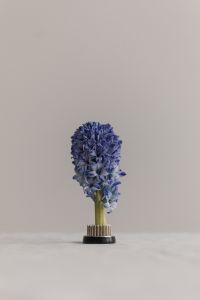 Kaboompics - Single Blue Hyacinth with Tall Negative Space Composition