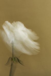 Kaboompics - Motion-Blurred White Flower on Neutral Background
