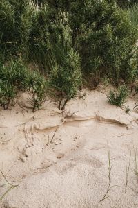 Kaboompics - Sandy Dune Hollow with Coastal Shrubs