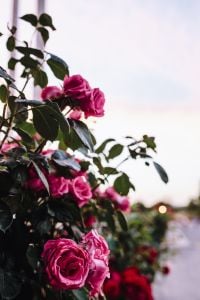 Kaboompics - Roses of Bulgaria