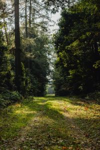 Autumn Nature Backgrounds: Forest, Foliage and Textures