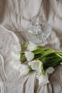 Kaboompics - White Tulips Laid Beside a Clear Glass Vase, Soft Botanical Still Life