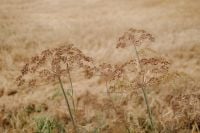 Kaboompics - Dried Seed Heads in Summer Field