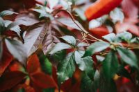 Kaboompics - Close-ups of leaves