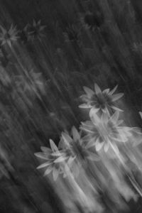 Kaboompics - Abstract Black and White Flowers With Vertical Motion Blur