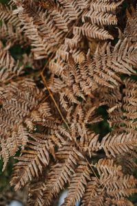 Kaboompics - Layered Dry Fern Texture in a Shaded Woodland