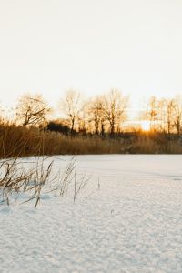 Kaboompics - Winter Field at Golden Hour With Bare Trees