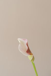 Kaboompics - Single Calla Lily with Stem on Beige Background and Copy Space
