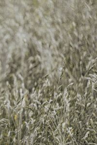 Silver grass field