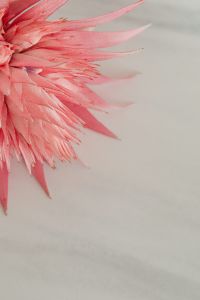 Kaboompics - Pink Aechmea Bloom with Layered Leaves