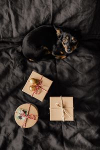 Kaboompics - Small Black Dog Surrounded by Christmas Presents on Dark Bedding