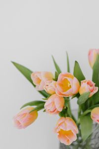 Kaboompics - Pastel Tulip Bouquet Cropped at the Bottom of White Space for Spring Sale Designs