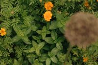 Kaboompics - Mint Leaves In Cottage Garden