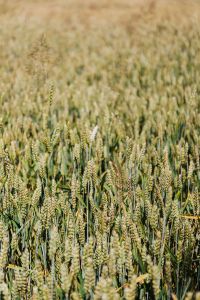 Kaboompics - Field of grain