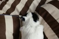 Kaboompics - Small Dog Resting on Brown and Cream Striped Bed