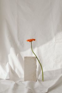 Kaboompics - Minimal Flower Study with White Fabric Folds