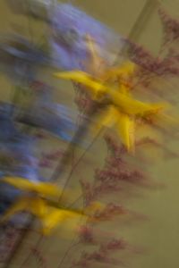 Kaboompics - Yellow and Blue Flowers in Motion Blur