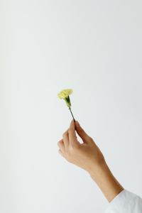 Kaboompics - Green Carnation Held Between Fingers for Flower Shop Social Graphics