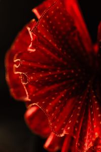 Close-up of the red tulle bow