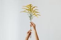Kaboompics - Goldenrod Branch on White for Minimal Botanical Backgrounds