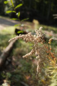 Kaboompics - Close Up of Dried Goldenrod Flowers in Autumn Light