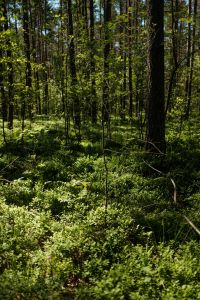 Kaboompics - Green Forest Ground Cover Beneath Tall Trees