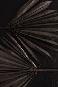 Kaboompics - Dried Palm Fans Crossing on a Black Textured Surface, Vertical Botanical Background