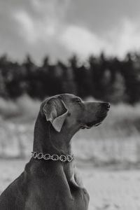 Kaboompics - Canine Couture - Paws and Style