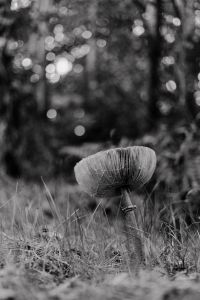 Kaboompics - Monochrome Low Angle Mushroom in Grass