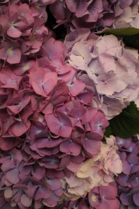 Kaboompics - Purple, Pink and White Hydrangea Buckets at the Flower Market