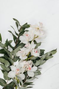 Kaboompics - White Cymbidium Orchids and Eucalyptus on White Marble
