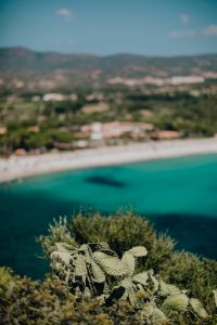Kaboompics - Soft-Focus Prickly Pear Cactus with Coastline in Background