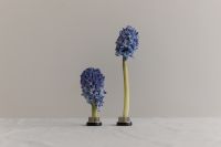 Kaboompics - Two Blue Hyacinth Stems with Varied Heights on Linen