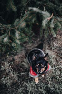 Kaboompics - Small dog with warm jacket