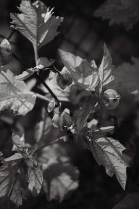 Kaboompics - Nature's Charm: Colors and Shapes of the Garden