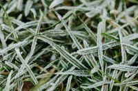 Kaboompics - Macro Pattern of Ice-Covered Grass Blades for Cold Weather Backgrounds