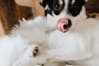 Kaboompics - Black and White Dog Licking Nose in a Woven Basket Bed