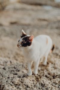 Kaboompics - Close-Up of a White Cat with Dark Facial Markings on Pebbles