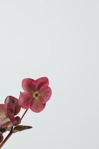 Kaboompics - Close-Up of a Pink Hellebore Bloom with Dark Petals