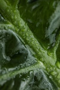 Kaboompics - Alocasia Leaf Texture in Natural Light