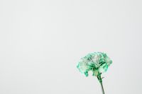 Kaboompics - Colorful carnations flowers - Dianthus caryophyllus