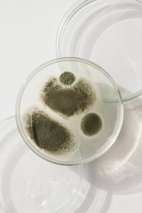 Kaboompics - Three Round Mold Colonies in Glass Petri Dish