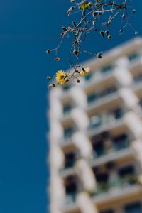 Kaboompics - Selective Focus of Yellow Flower Against a Naples Apartment Facade