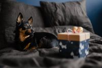 Kaboompics - Black Dog Curled beside a Festive Wrapped Present