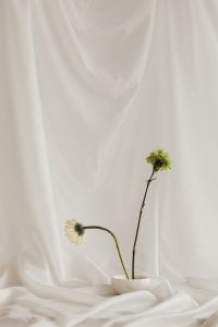 Kaboompics - Yellow Billy Button Flower on White Draped Fabric Background