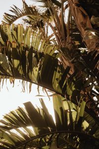 Kaboompics - Backlit Tropical Palm Leaves in Warm Sunlight