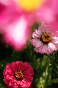 Kaboompics - Soft Focus Pink Garden Flowers